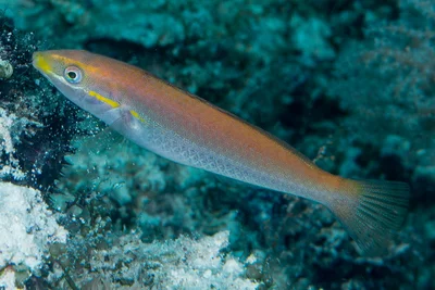 Cutribbon wrasse, initial phase - Stethojulis interrupta