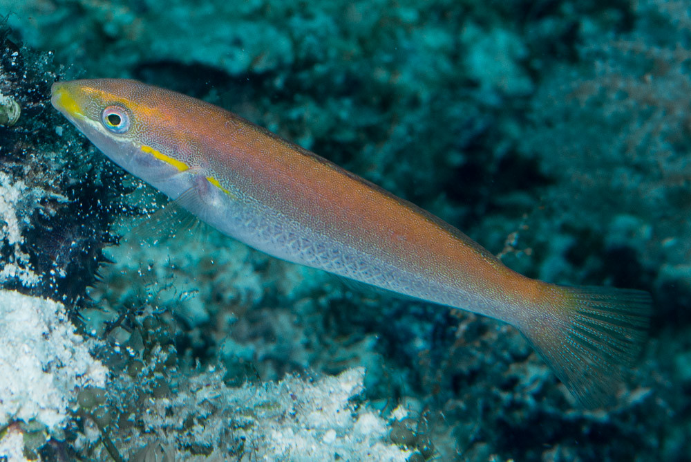 Cutribbon wrasse, initial phase - Stethojulis interrupta