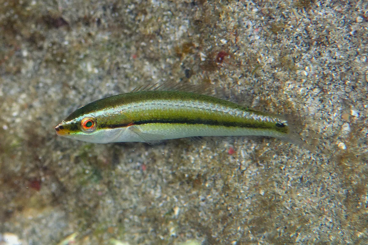 Stethojulis interrupta - Candi Dasa, Nyuh Tebel, Manggis, Karangasem Regency, Bali, Indonesia