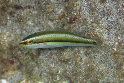 Stethojulis interrupta - Candi Dasa, Nyuh Tebel, Manggis, Karangasem Regency, Bali, Indonesia