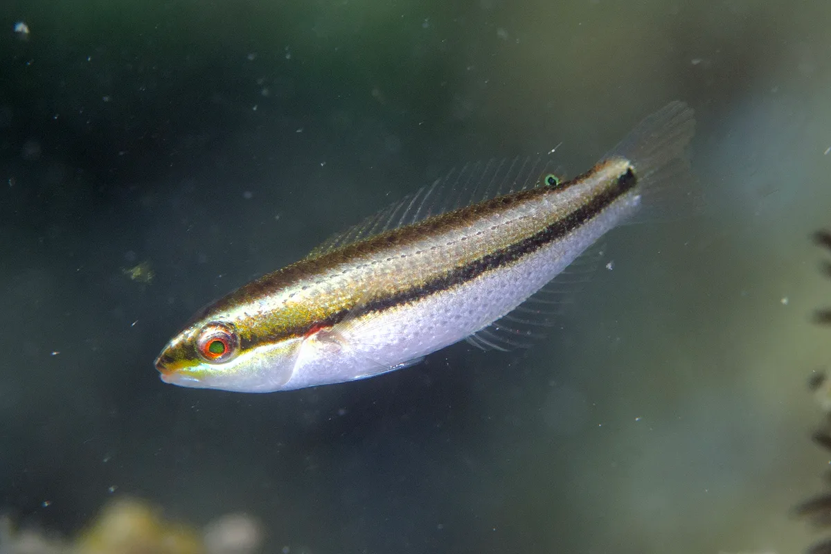 Stethojulis interrupta - Pulau Kelor, Pasir Putih, Komodo, West Manggarai Regency, East Nusa Tenggara, Indonesia