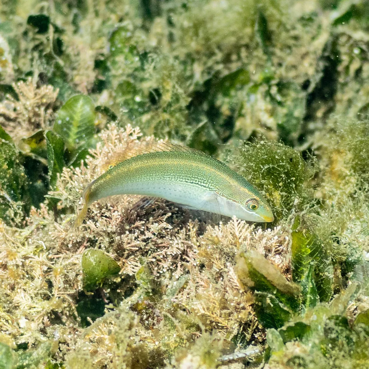 Stethojulis interrupta - Bermagui NSW 2546, Australia