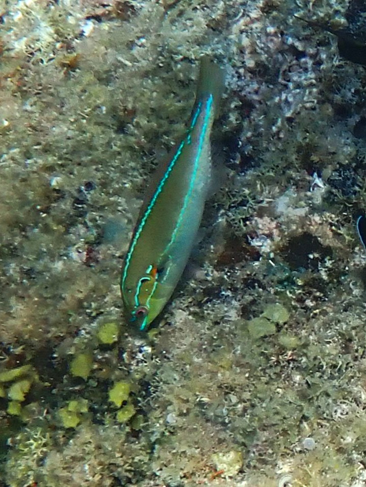 Stethojulis interrupta - Moalboal, Cebu, PH