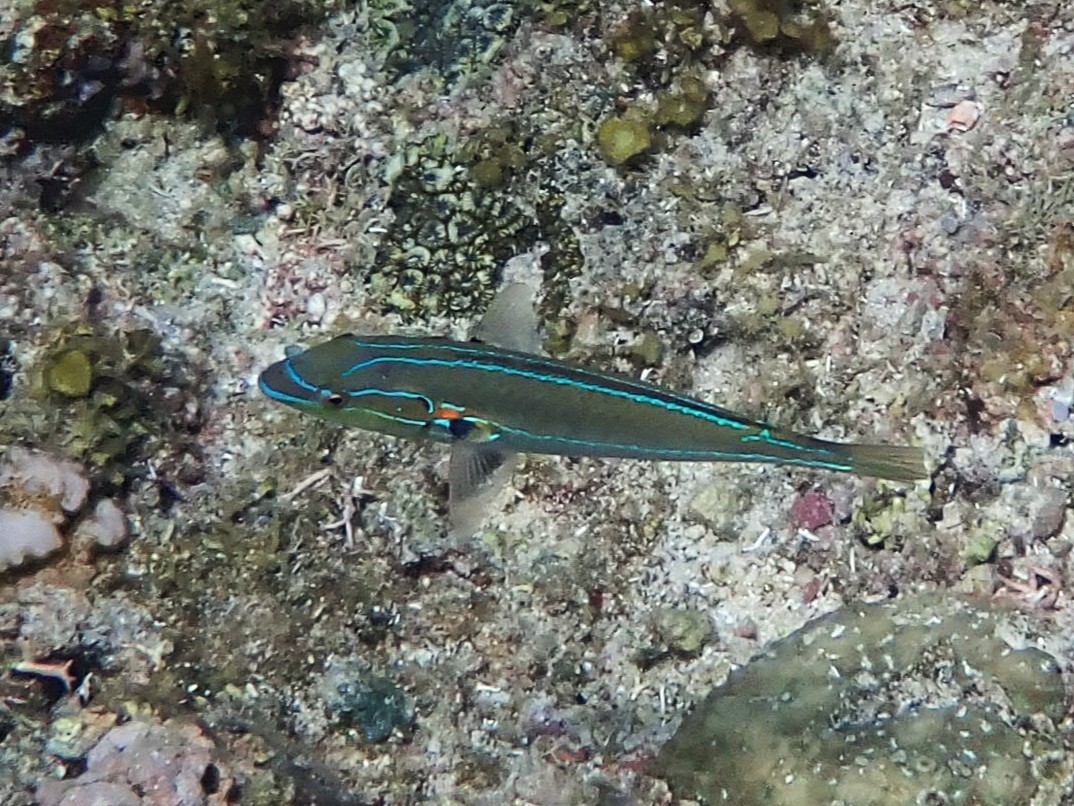 Stethojulis interrupta - Moalboal, Cebu, PH