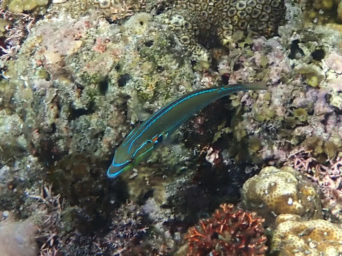 Stethojulis interrupta - Moalboal, Cebu, PH