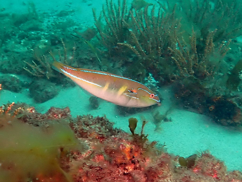 Stethojulis interrupta - Newcastle NSW, Australia