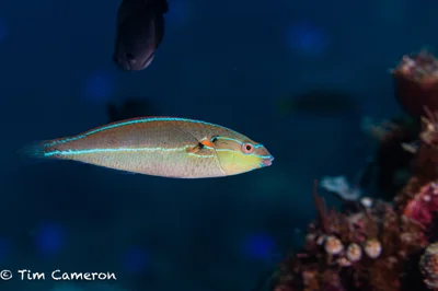 Stethojulis interrupta - Padre Burgos, Southern Leyte, Philippines