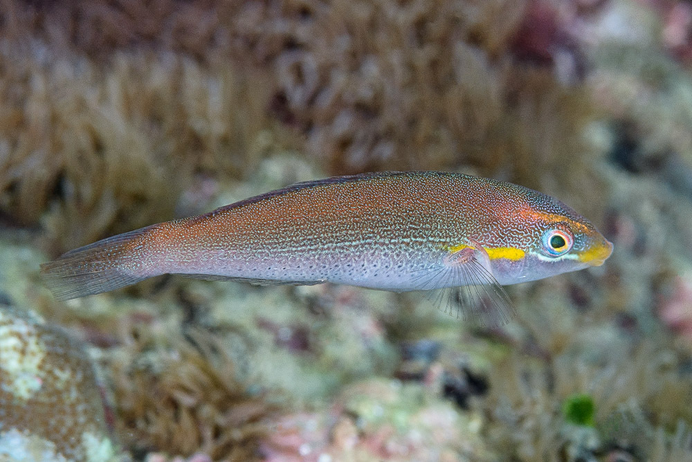Stethojulis interrupta - Mabini, Batangas, Philippines