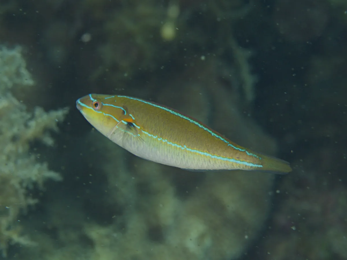 Stethojulis interrupta - Bayaca Island, Osmeña, Culion, Palawan, Philippines