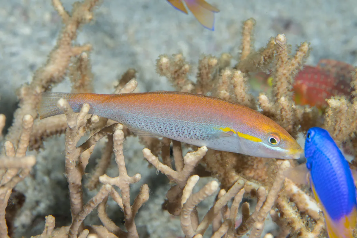 Stethojulis interrupta - Padre Burgos, Southern Leyte, Philippines