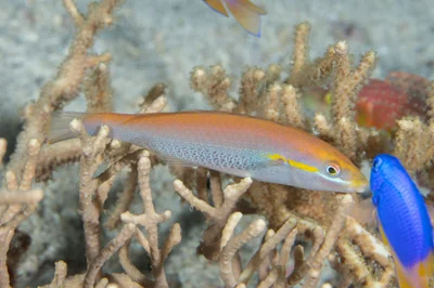 Stethojulis interrupta - Padre Burgos, Southern Leyte, Philippines