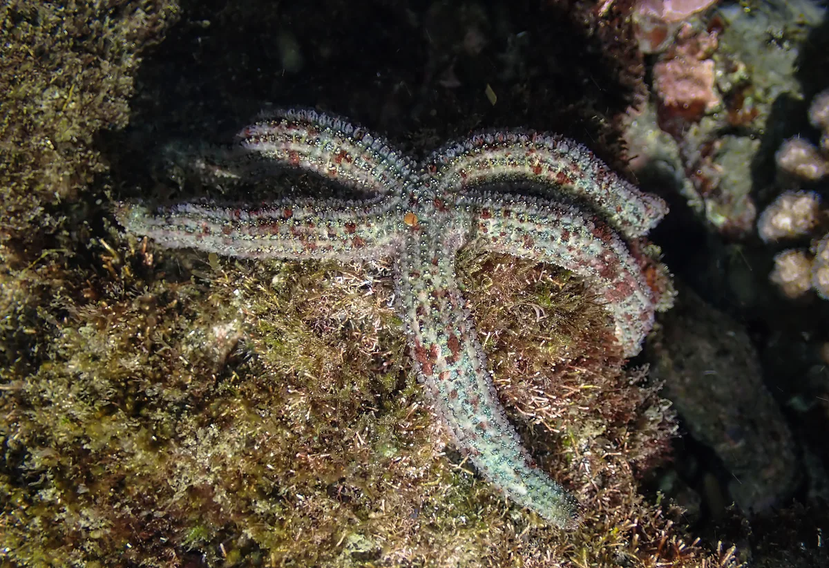 Dactylosaster cylindricus