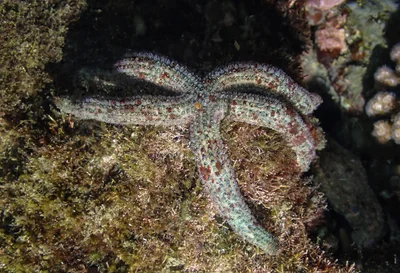 Dactylosaster cylindricus