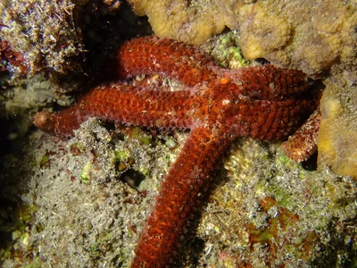 Dactylosaster cylindricus