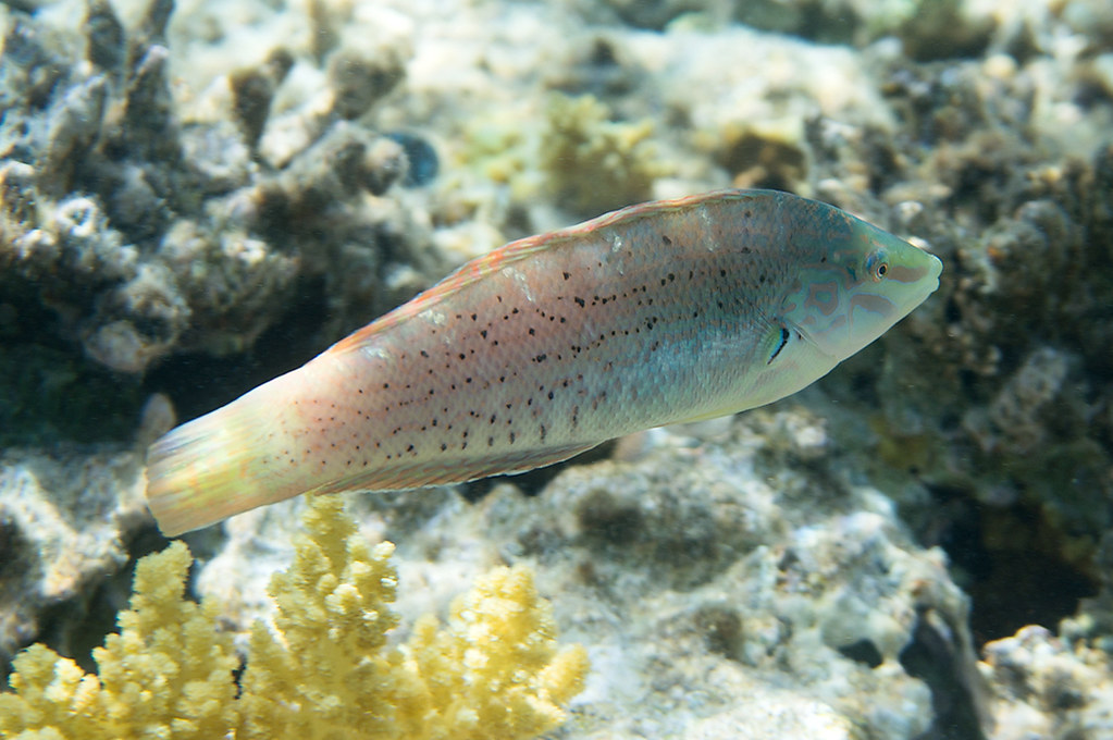 Coris variegata