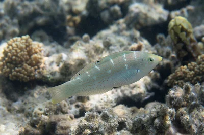 Coris variegata