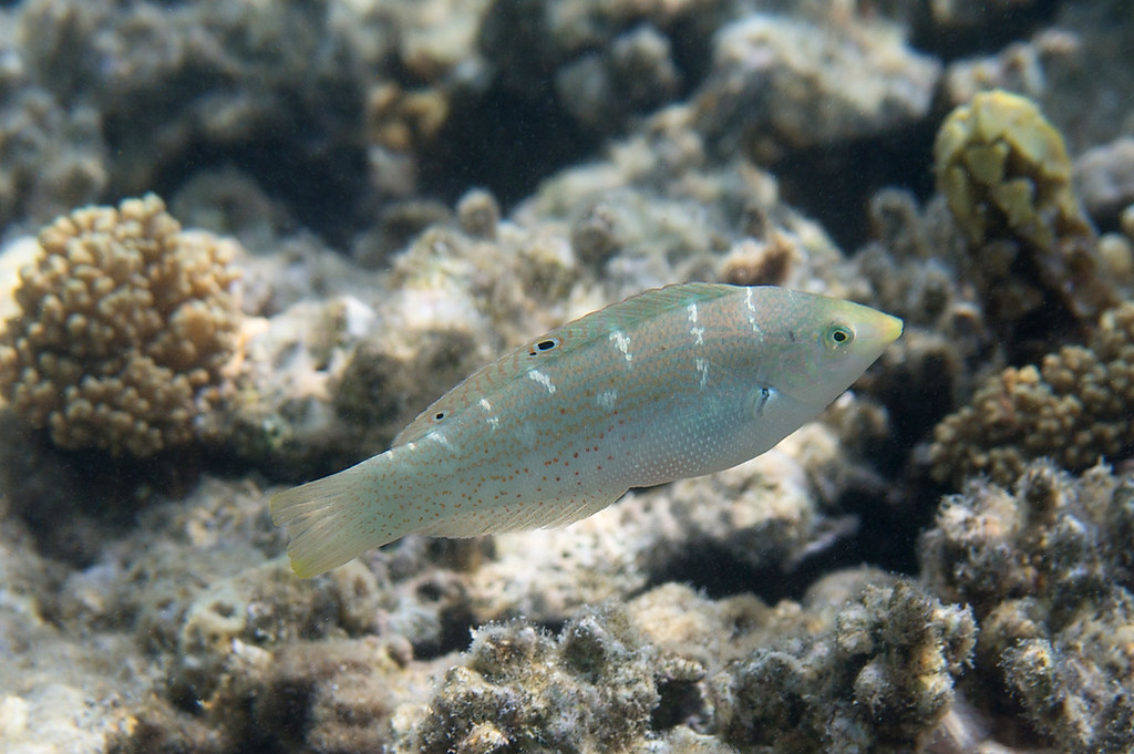 Coris variegata