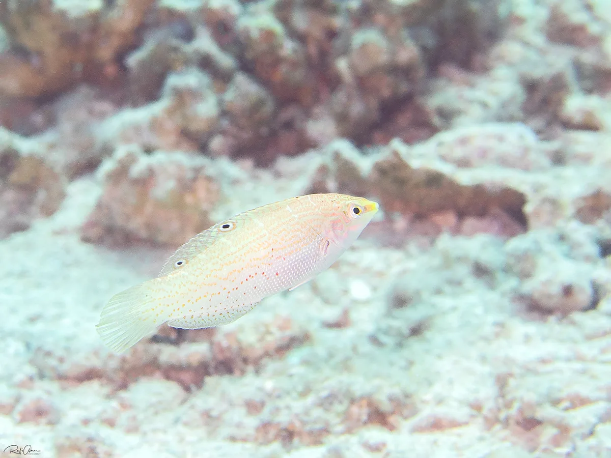 Dapple Coris - Coris variegata