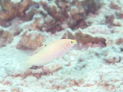 Dapple Coris - Coris variegata