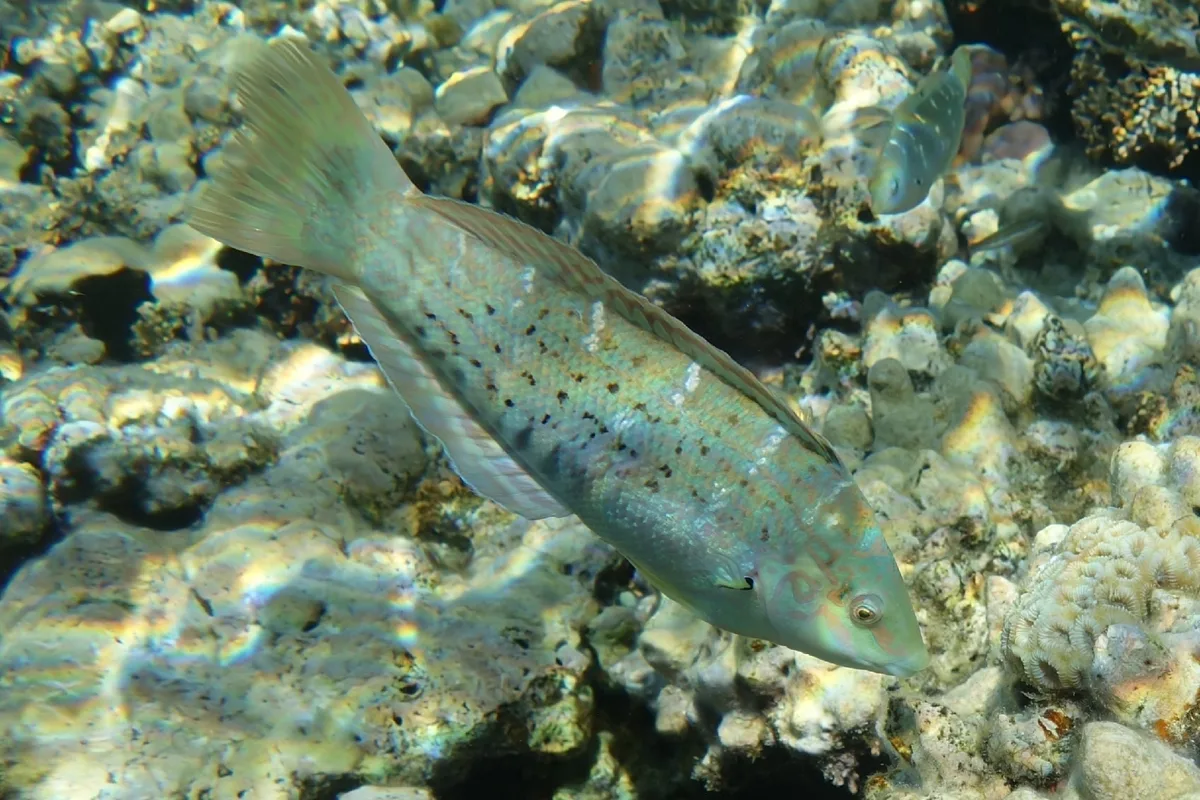 Coris variegata - Ägypten