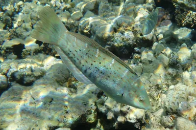 Coris variegata - Ägypten
