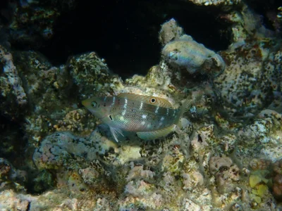 Coris variegata - XVQX+9MF, Hurghada 1, Red Sea Governorate 1960501, Ägypten