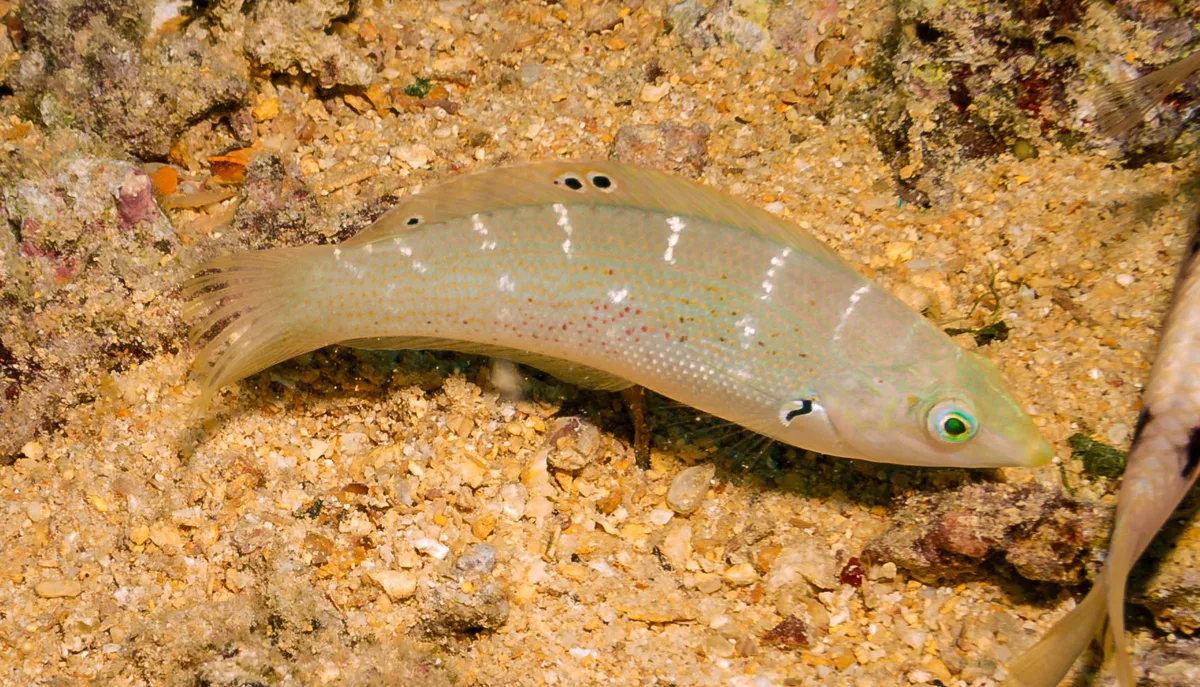 Coris variegata - The Barge, Egypt