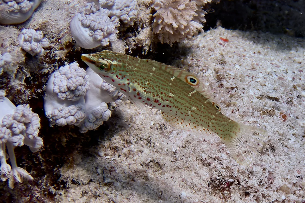 Coris variegata - Al-Qusayr, Al Bahr al Ahmar, Egypt