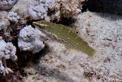 Coris variegata - Al-Qusayr, Al Bahr al Ahmar, Egypt