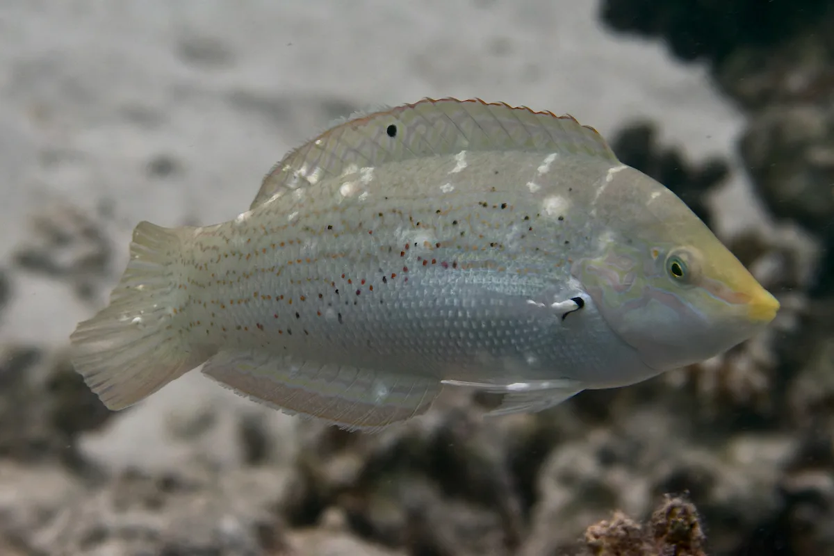 Coris variegata - Al-Qusayr, Al Bahr al Ahmar, Egypt