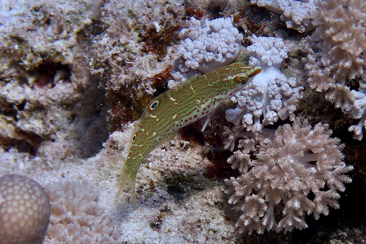 Coris variegata - Al-Qusayr, Al Bahr al Ahmar, Egypt