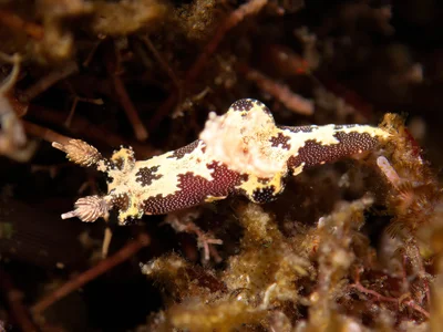 Trapania euryeia