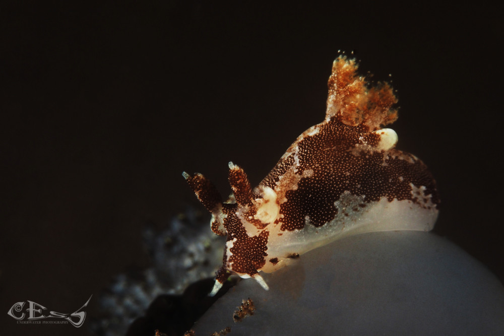 Trapania euryeia