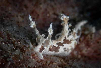 Trapania euryeia