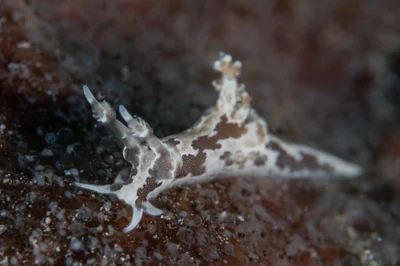 Trapania euryeia