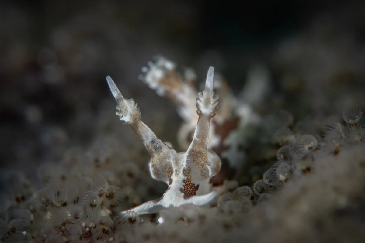 Trapania euryeia