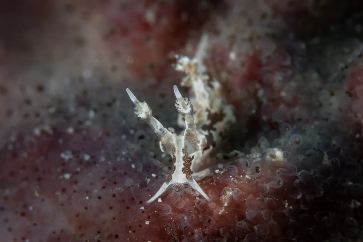 Trapania euryeia