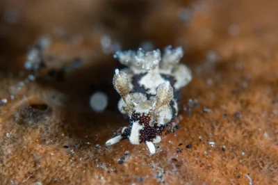 Trapania euryeia