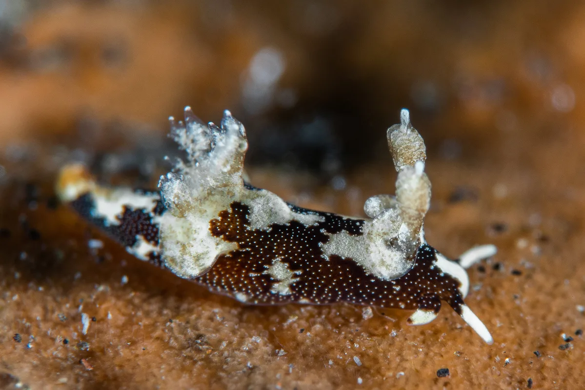 Trapania euryeia