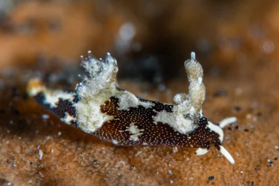 Trapania euryeia