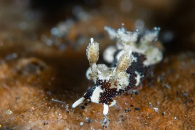 Trapania euryeia