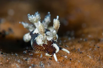 Trapania euryeia