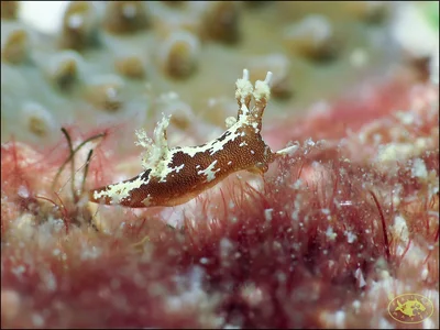 Nudibranch (Trapania euryeia)