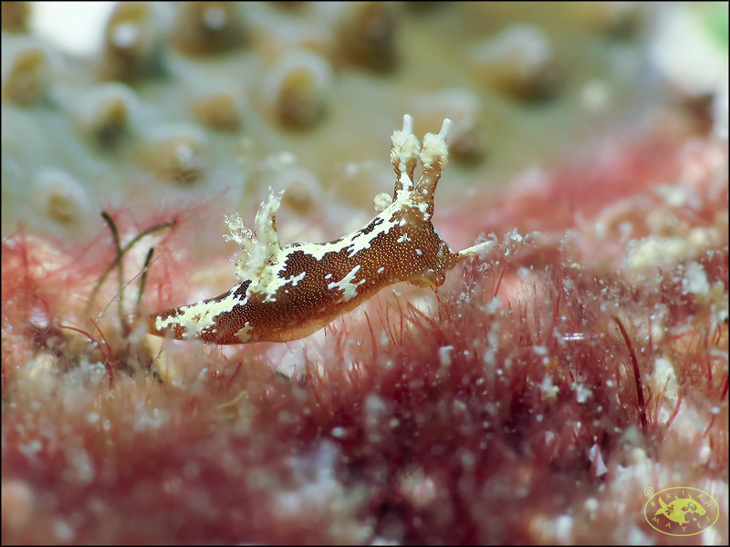 Nudibranch (Trapania euryeia)