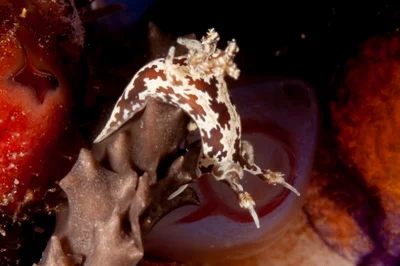 Trapania euryeia - Raja Ampat Regency, Southwest Papua, Indonesia