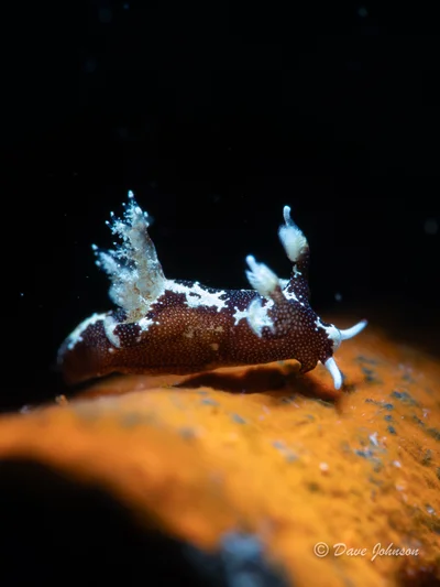 Trapania euryeia - Karangasem Regency, Bali, Indonesia