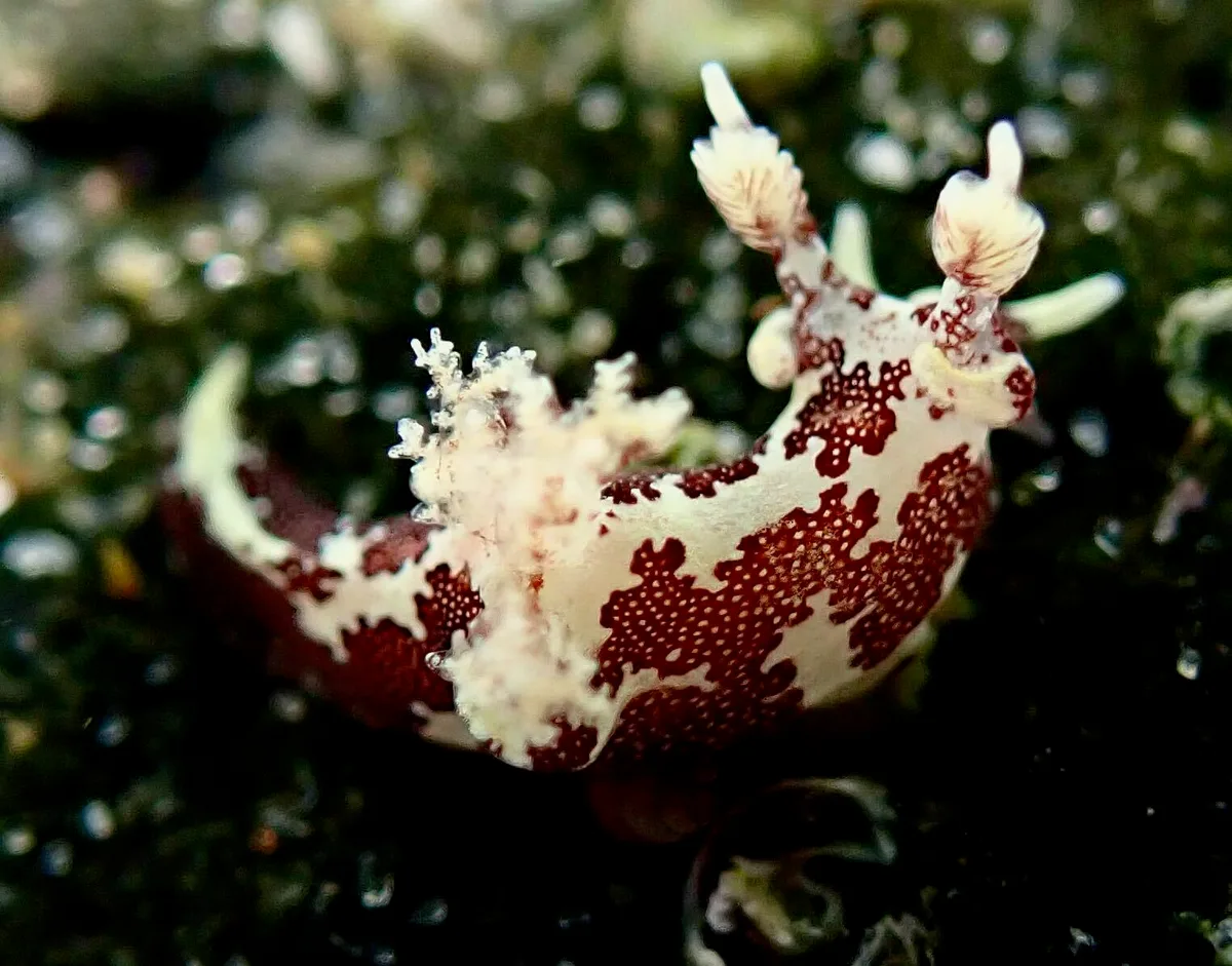 Trapania euryeia - Burleigh Heads Rocky Shores QLD, Australia