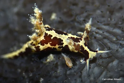 Trapania euryeia - Romblon, PH