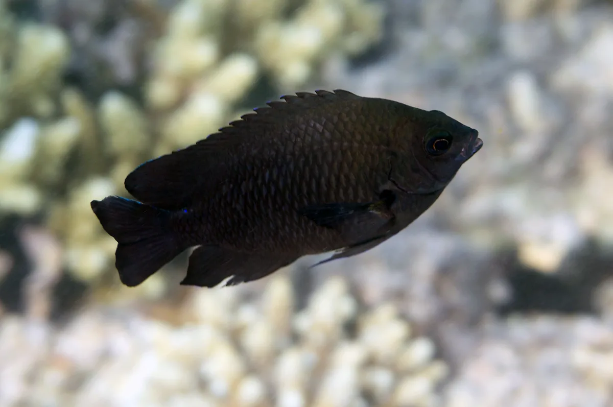 Dark Damselfish