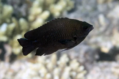 Dark Damselfish